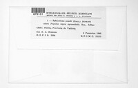 Sphaceloma populi image
